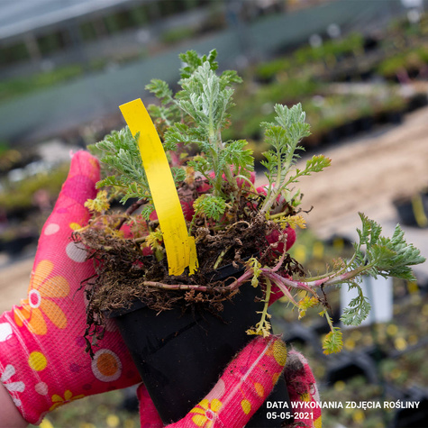 Rumian Susanna Mitchell (C2)