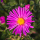 Aster krzaczasty purpurowy (C2)