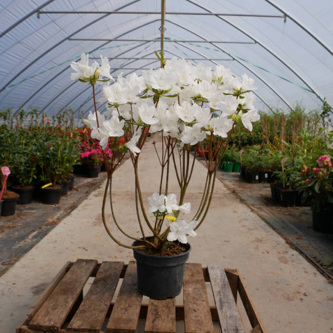 Azalia japońska Luzi