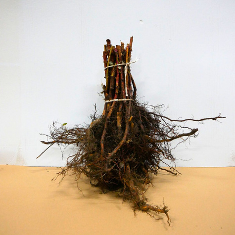 Malina Olbrzymia wczesna Plant Pack