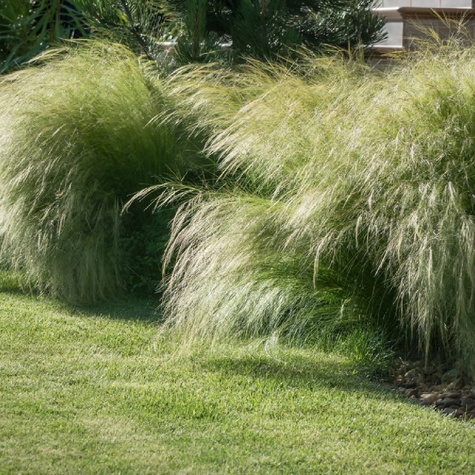 Ostnica cieniutka Pony Tail nasiona 0,1g