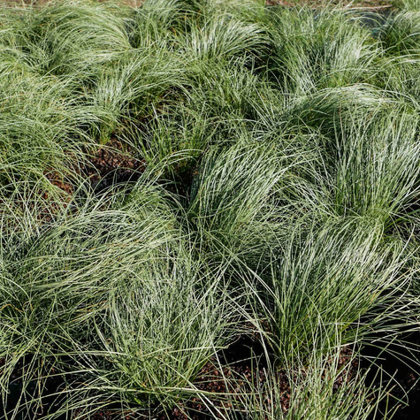 Turzyca włosowa Mint Curls (C2)