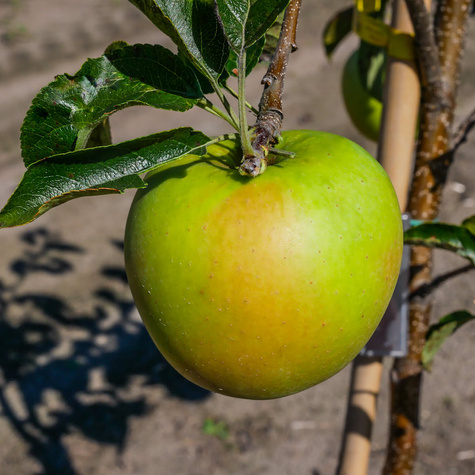 Jabłoń Golden Dream Plant Pack