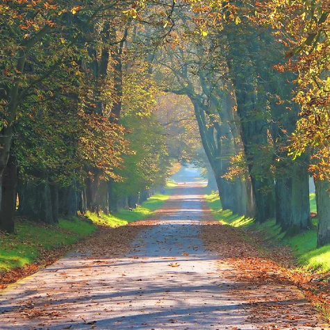 Kasztanowiec zwyczajny miododajny (C2)
