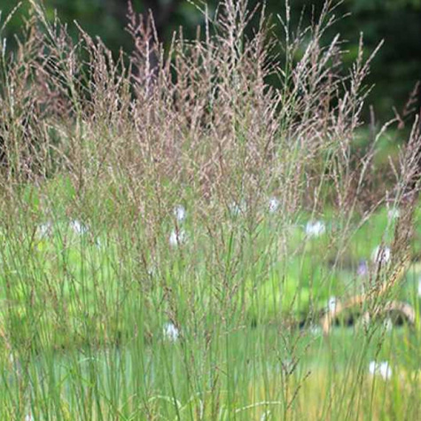 Trzęślica modra Igel