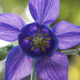 Orlik ogrodowy Aquilegia hybrida Blue Barlow (C2)