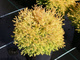 Thuja Tuja Żywotnik zachodni Rheingold (C2)