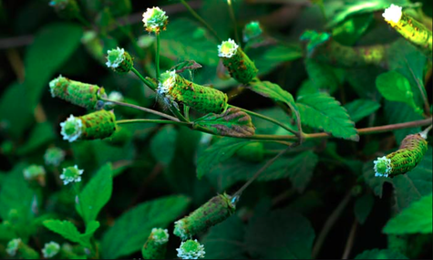 Słodkie azteckie ziele Lupia Dulcis