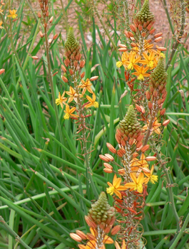 Bulbine krzewiasta lecznicza (C2)
