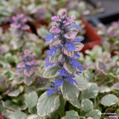 Dąbrówka rozłogowa Burgund Glow (C2)