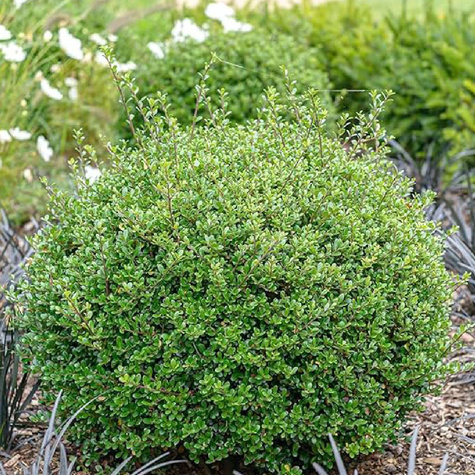 Ostrokrzew bukszpanowy karbowanolistny Glory Gem (C2)