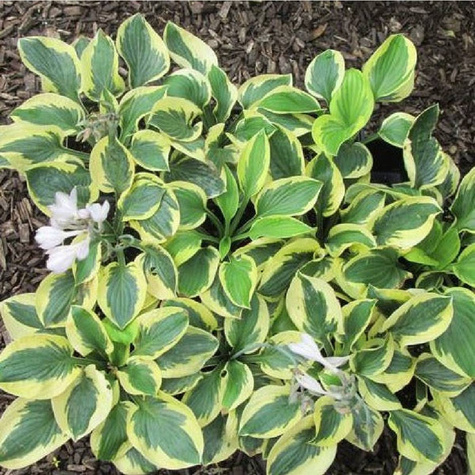 Funkia Hosta Brim Cup (C2)