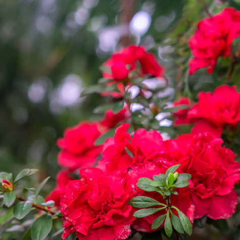 Rododendron Vollbelut (C2)
