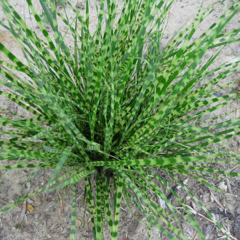 Miskant chiński Gold Bar (C2)