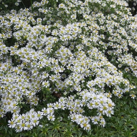 Aster wrzosolistny Snow Flurry biały płożący (C2)