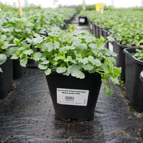 Dzwonek Poszarskiego Blauranke (C2)