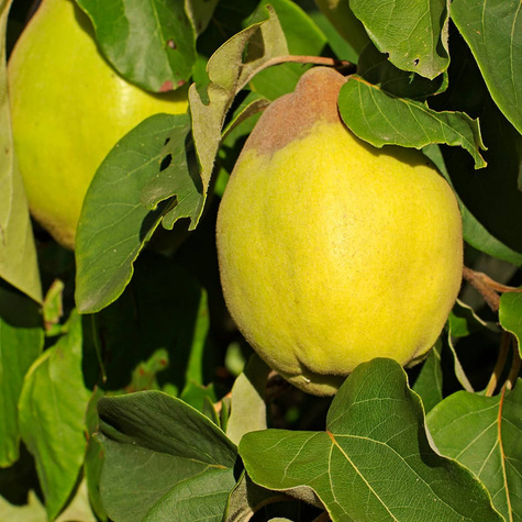 Pigwa jabłkowa Uśpiech Plant Pack