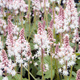 Tiarella Pink Skyrocket (C2)