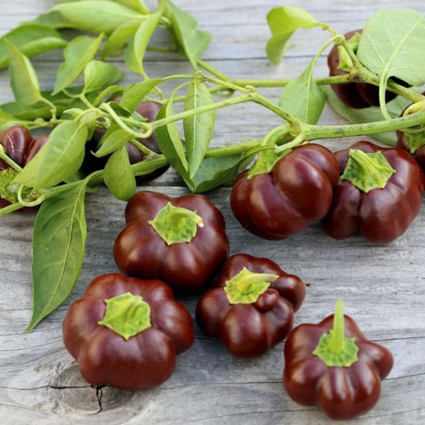 Papryka Ingrid słodka czekoladowa gruntowa po osłony 0,5g