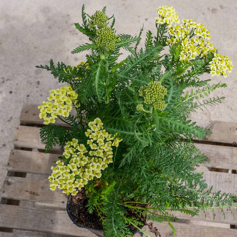 Krwawnik pospolity Desert Eve Yellow (C2)