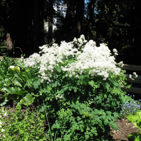 Rutewka Delavay'a Album (C2)