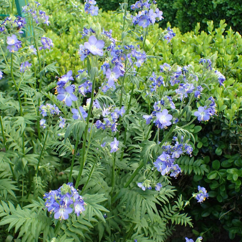 Wielosił błękitny Polemonium caeruleum