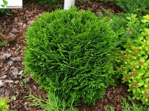 Thuja Tuja Żywotnik zachodni Little Dorrit kulka (C2)