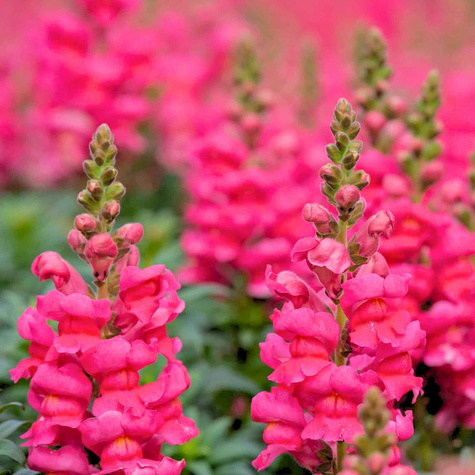 Lwia Paszcza wysoka różowa Wyżlin 0,5 g Plantico