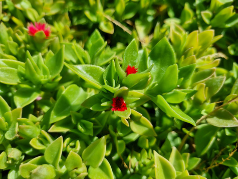 Przypołudnik Dorotheanthus Odporny na suszę