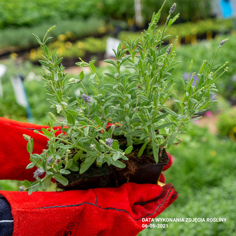 Lawenda wąskolistna (C2)