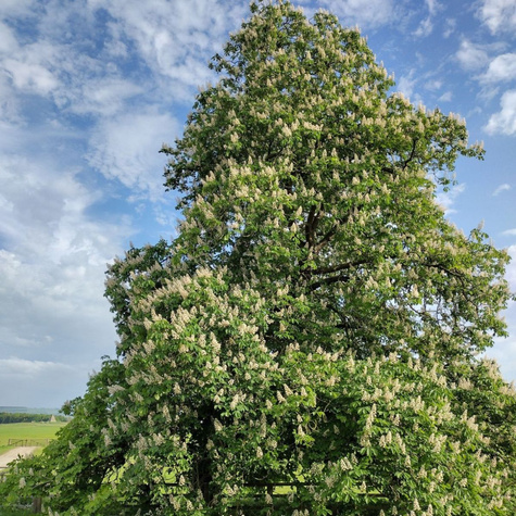 Kasztanowiec Piramide szczepiony PA