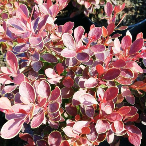 Berberys thunberga Orange Fire (C2)