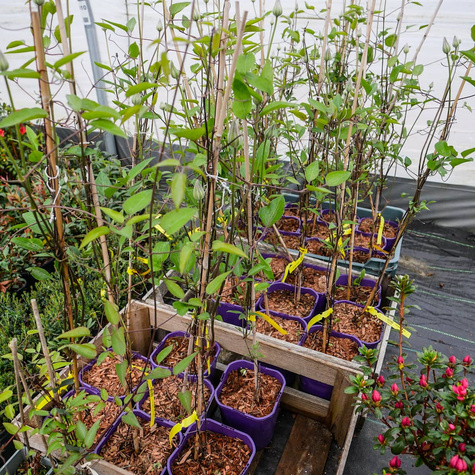 Powojnik Clematis wielkokwiatowy Multi Blue (C2)