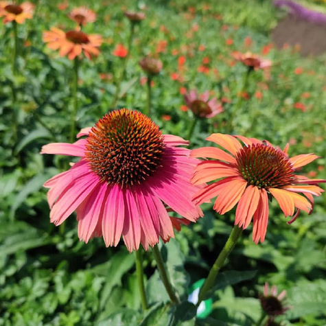 Jeżówka purpurowa Papallo Power Coral Orange (C2)