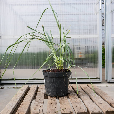 Wydmuchrzyca piaskowa (C2)