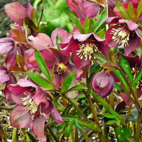 Ciemiernik wschodni mix kolorów(C2)