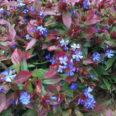 Zawciągowiec zwyczajny'Gentian Blue'