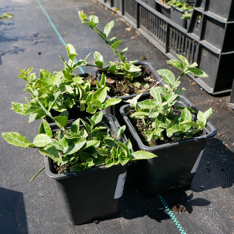 Trzmielina Fortune'a 'Harlequin' (P9)