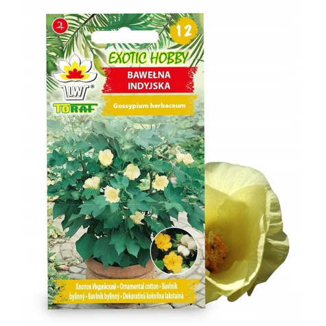 Bawełna indyjska Gossypium herbaceum 5szt nasion 