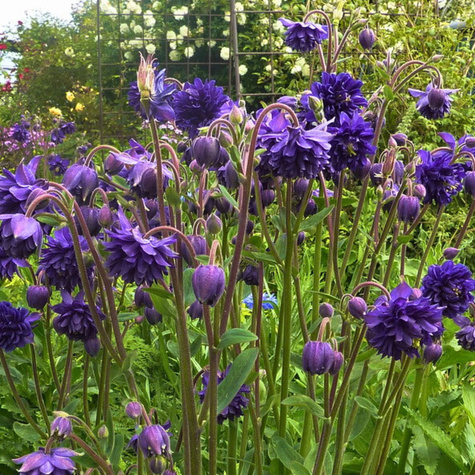 Orlik ogrodowy pełny niebieski