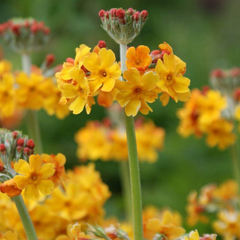 Pierwiosnek Bulleya (C2)