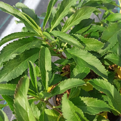 Przetacznik kłosowy różowy (C2)