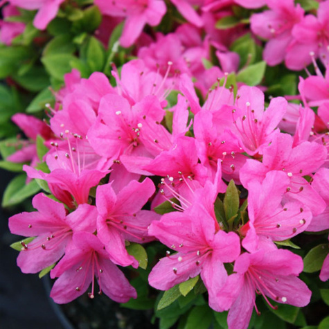 Azalia japońska Geisha Pink (C2)