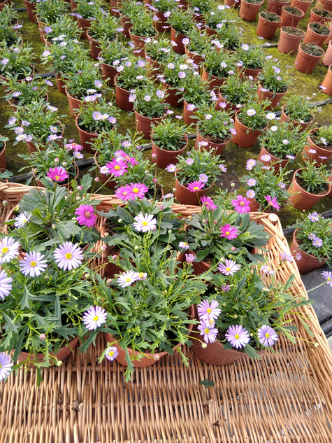 Czubatka ubiorkolistna Zestaw 3 szt. różowej i 3 szt. niebieskiej