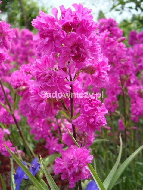 Firletka smółka różowa 0,5g Plantico