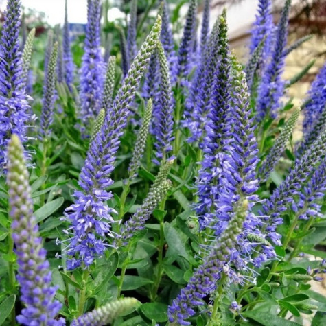 Przetacznik długolistny (C2)