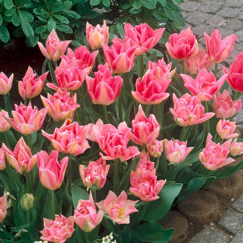 Tulipan doniczkowy Peach Blossom