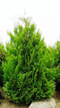 Thuja Tuja Żywotnik olbrzymi Kórnik 3