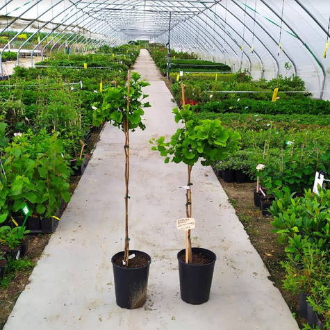 Miłorząb japoński Mariken karłowy