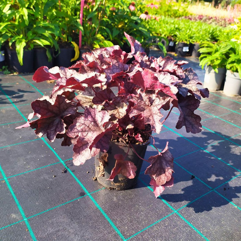 Żurawka kosmata Carnival Rose Granita (C2)